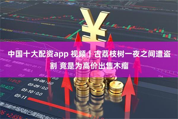 中国十大配资app 视频丨古荔枝树一夜之间遭盗割 竟是为高价出售木瘤